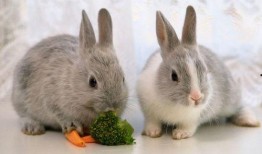 昆虫学者可妮兔爆料视频,昆虫学者带你探索奇妙昆虫奥秘